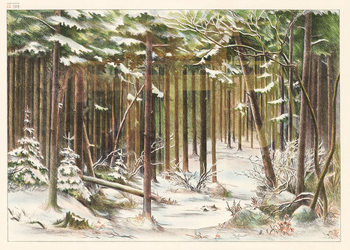 Wald im Winter - Hintergrund (Nr. 1018).